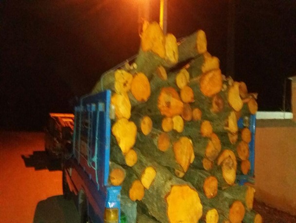 کشف ۲۴ تن چوب قاچاق در خشکبیجار