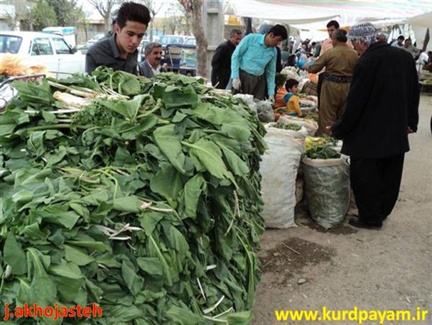 تخریب مراتع با برداشت بی رویه گیاهان خوراکی