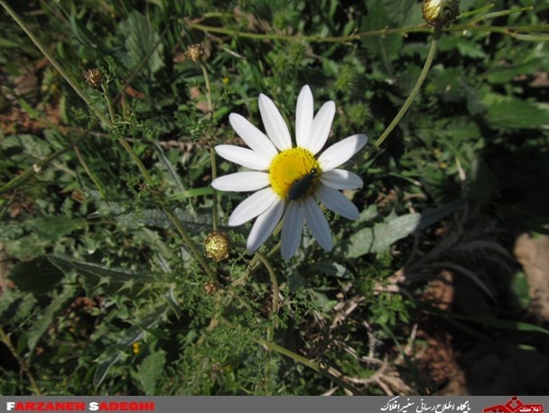 طبیعت زیبای خرم آباد