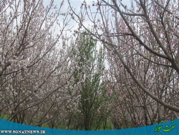 گزارش تصویری/ منظره زیبای شکوفه درختان اطراف زاهدان
