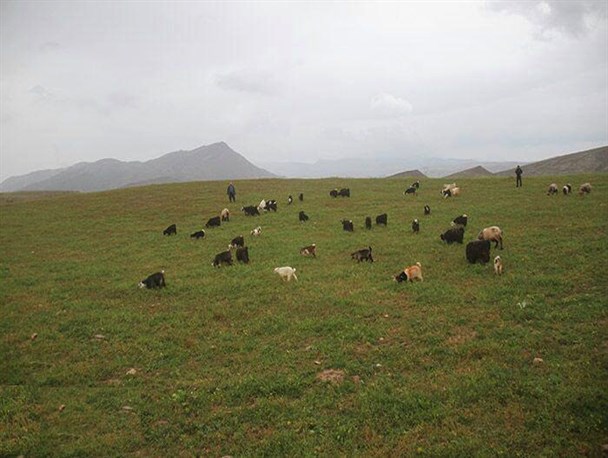 طبیعت زیبای بخش «مَرغا» ایذه در بهار به روایت تصویر