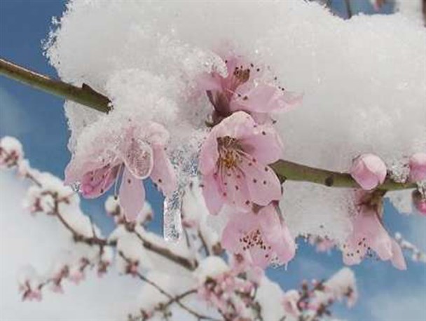 خسارت 8 میلیاردتومانی سرمازدگی به باغات ملایر