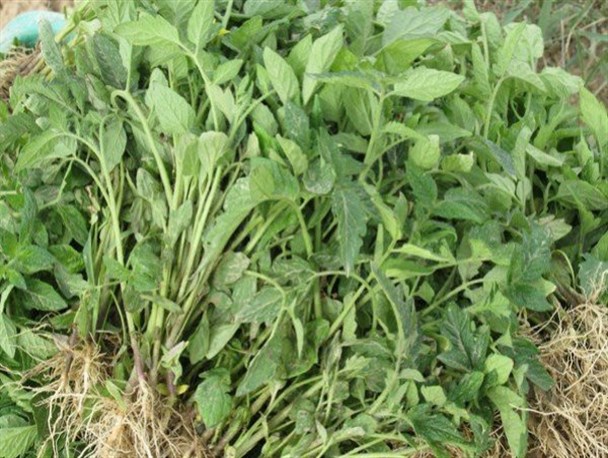 آغاز عملیات انتقال نشاء گوجه فرنگی به اراضی کشاورزی شهرستان طارم