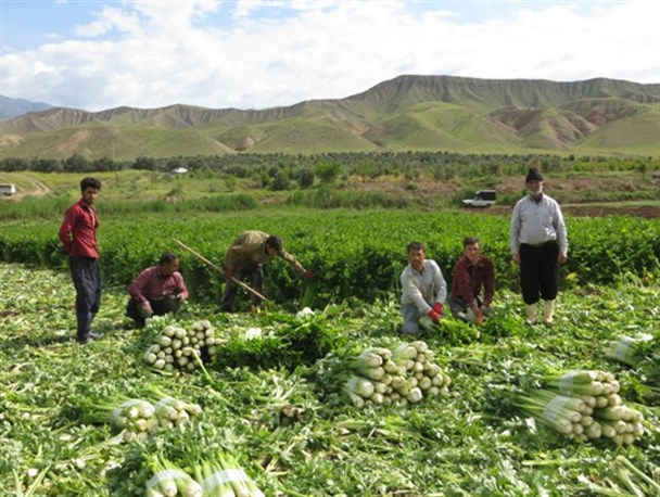 گزارش تصویری/ آغاز برداشت محصول کرفس از مزارع شهرستان طارم