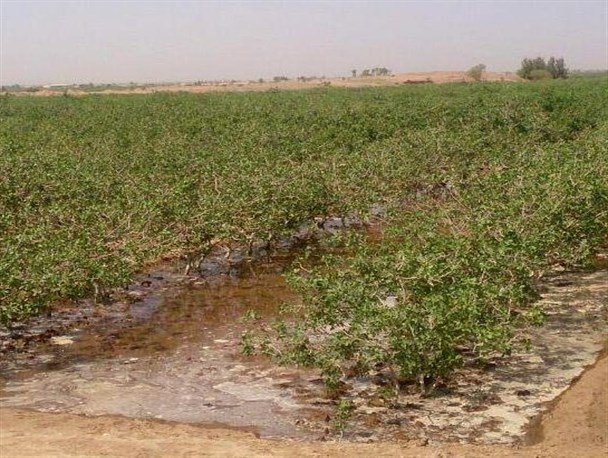 نامه یک جوان اناری به مسئولان در خصوص بکارگیری یک سیستم نوین در آبیاری باغات کشاورزی