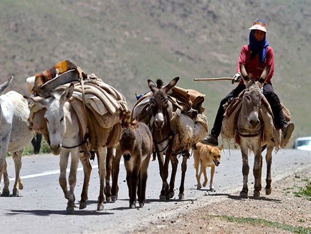 آغازکوچ بهاره عشایر به سپیدان