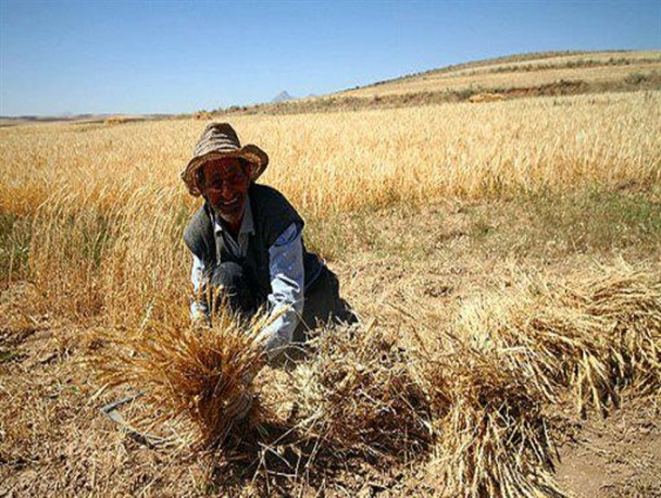 واردات 13 میلیارد تومان گندم در 11 ماه/ آیا واردات گندم آلوده بار دیگر استارت می خورد؟ +سند