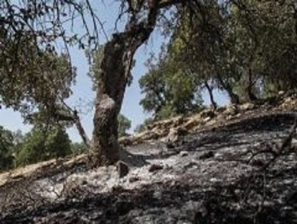 ۱۰ درخت سرو خمره ای در آتش سوزی پارک جنگلی آسیب دیدند