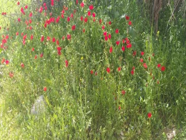 طبیعت رویایی روستای "آبرزگه"شهرستان لنده به روایت تصویر