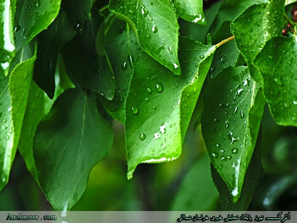 تصاویر/ پس از باران