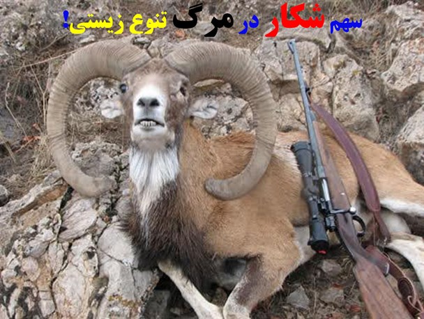 افزایش بی رویه شکار حیوانات وحشی در حاجی آباد/ قوچ، بز کل در تیررس شکارچیان غیرمجاز