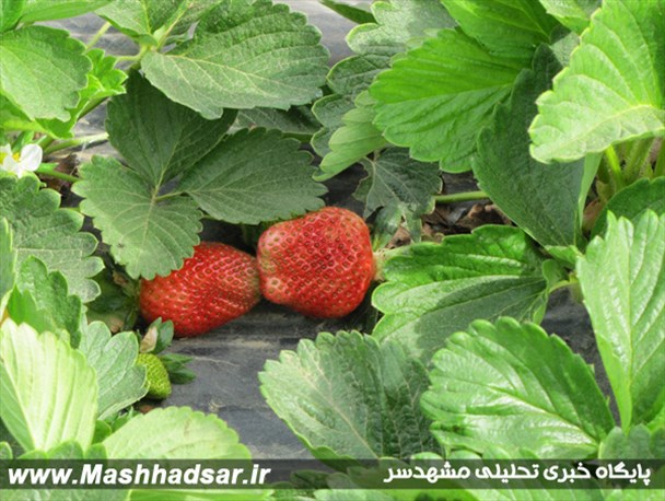 تصاویر/جشن برداشت توت‌فرنگی در بهنمیر