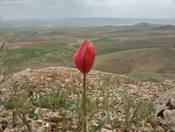 بهار، جلوه قدرت پروردگار+عکس