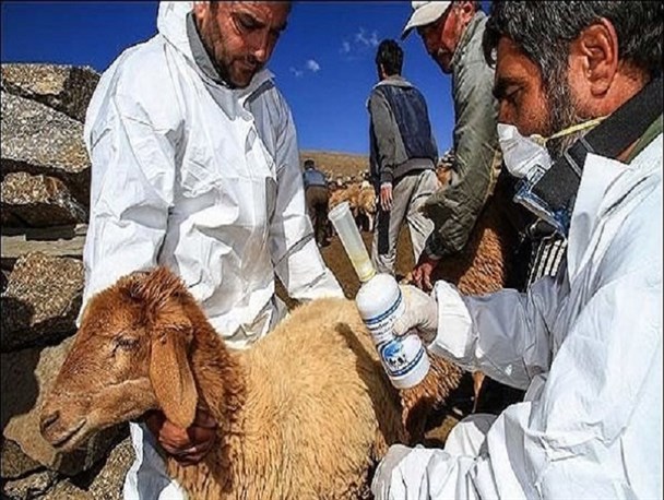 بیماری تب برفکی با گرمای هوا از بین می رود