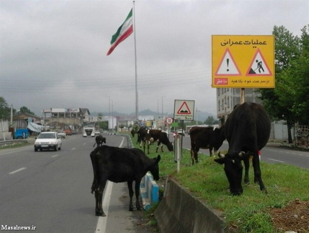 احشام سرگردان در شهر تالش و بی تفاوتی مسئولان شهرداری + عکس