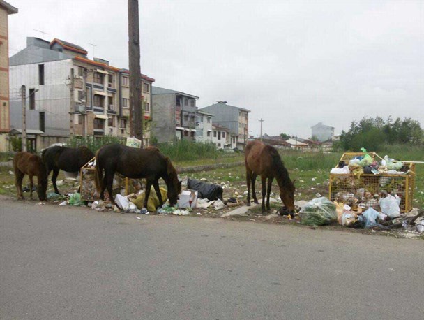 احشام در کوچه و خیابانهای بندرانزلی