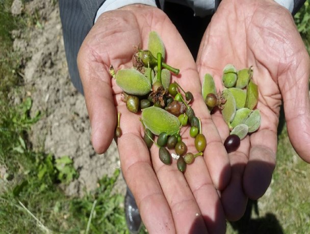 خسارت392میلیارد ریالی سرما به باغداران نیشابوری/ باغداران در انتظار کمک دولت+تصاویر