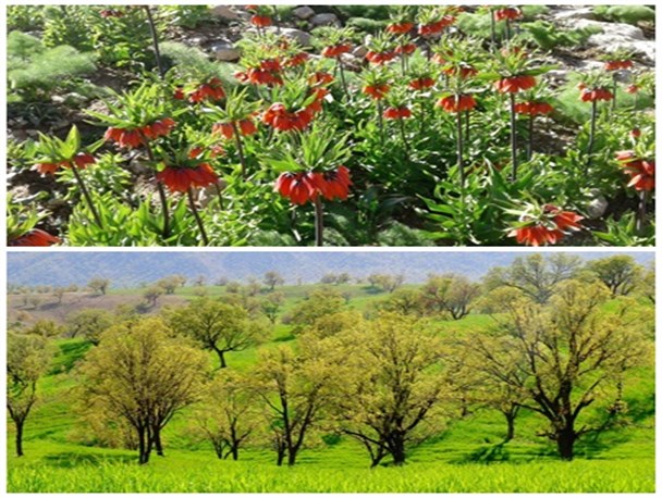 طبیعت بکر بهاری دیشموک به روایط تصویر
