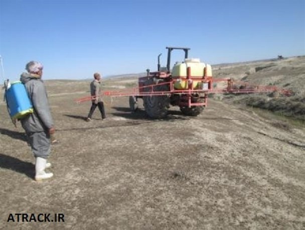 هیچ گزارشی مبنی بر بحران"ملخ" در مراوه تپه گزارش نشده است