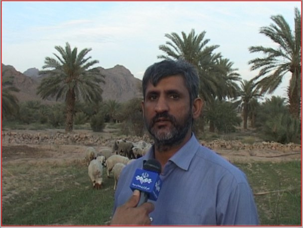 اسفنج گذاری و اصلاح نژاد دام سبک با تلقیح مصنوعی برای نخستین بار در حاجی آباد
