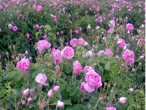 پیش‌بینی برداشت 365 تن گل محمدی از باغات خراسان‌جنوبی/ صادرات غنچه گل محمدی به هندوستان