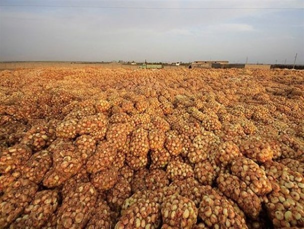 بیش از ۲۰۰۰ تن پیاز درهرمزگان به فروش نرسیده است