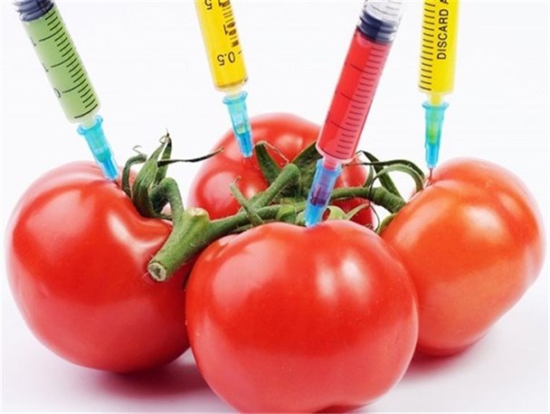 مافیای واردات بذر جلوی کاهش ورود آن را می‌گیرد/ بذرهای بومی در معرض نابودی هستند