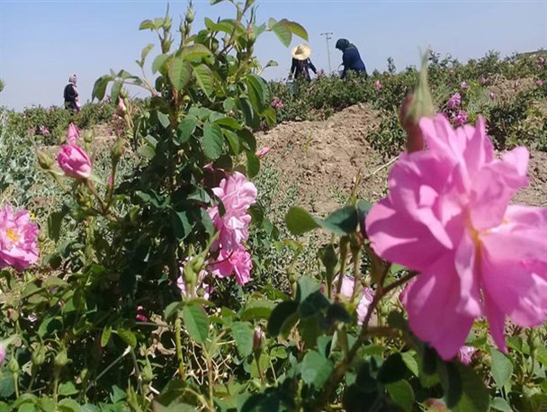 تولید مرغوبترین اسانس گل محمدی در روستای کوچکی در قلب خاتم