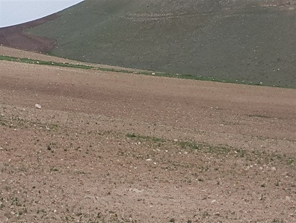 زمین خواری دردی که در بوکان درمان ندارد+تصاویر