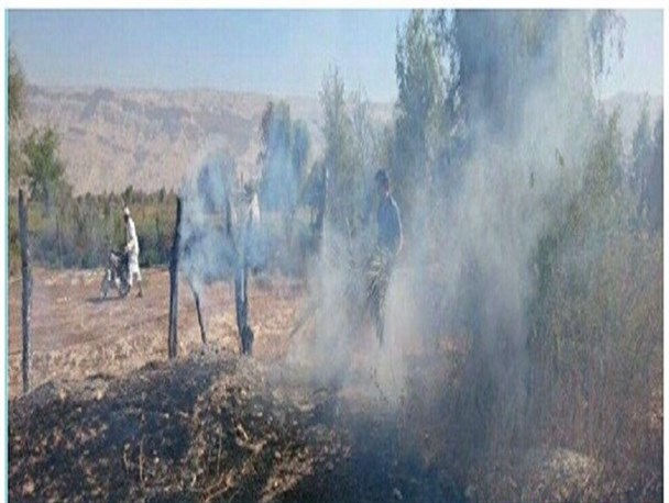آتش به جان نخلستان روستای خیارو شهرستان عسلویه افتاد +تصویر