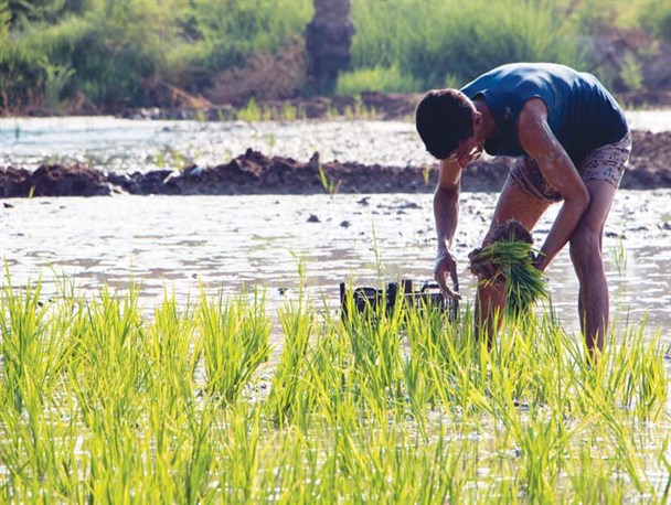 تغییر معنی مهندسی و مدیریت منابع آبی در دولت تدبیر!/ ممنوعیت کشت برنج مشروعیت قانونی ندارد