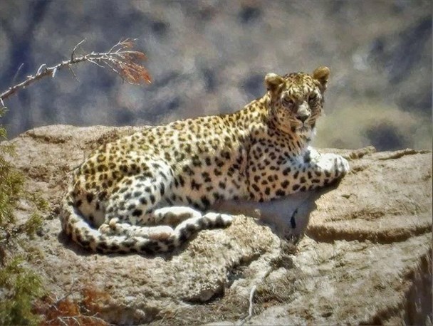 تیزپاهای کوه دنا