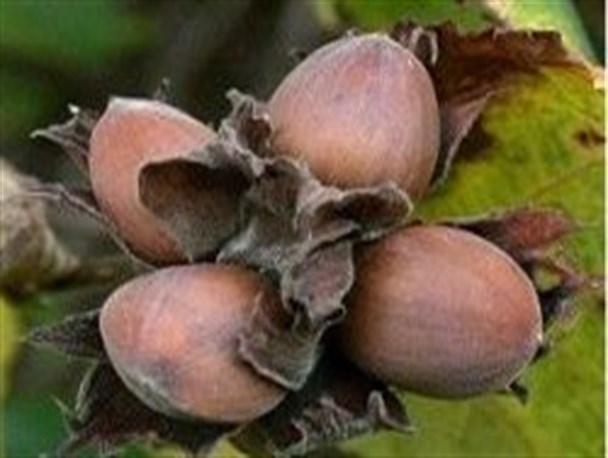 سند راهبردی تحقیقات فندق اردبیل نهایی شد