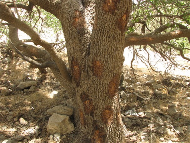 سقزگیری غیرمجاز زخمی بر پیکر درختان بنه/ درختان بنه شهرستان چگنی دیگر طاقت سقز گیری ندارند