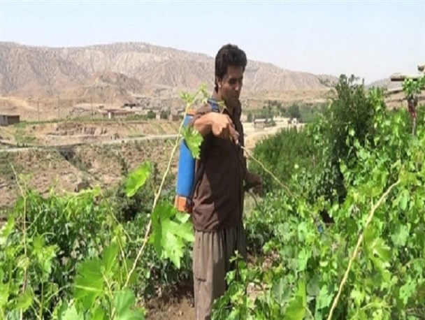 کشاورزی جوان روزه دار در دمای 50 درجه+تصاویر