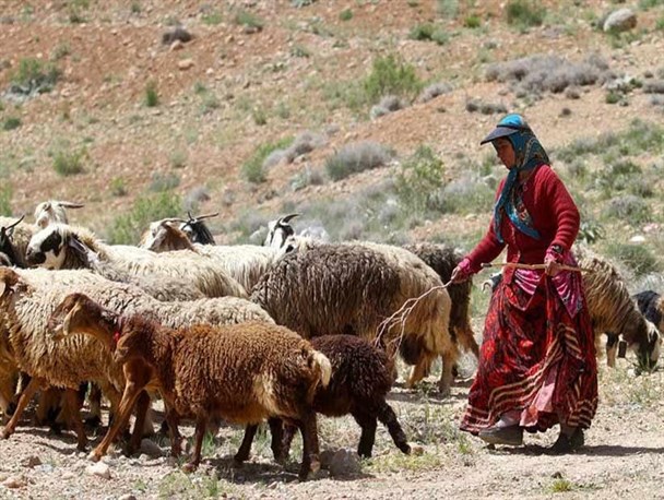 اجرای واکسیناسیون رایگان طرح لار در شهرستان فیروزکوه آغاز شد