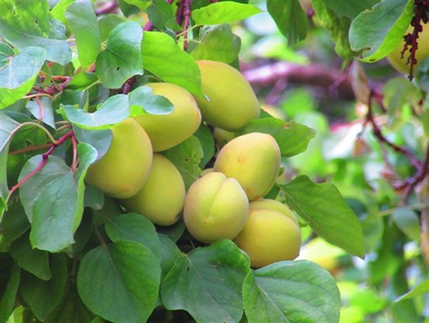 نبود تعاونی و اتحادیه باغداران در ماهنشان/ جای خالی میوه های ماهنشانی در جعبه های صادراتی