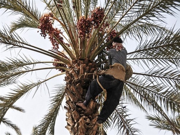 برداشت رطب از نخیلات رودان آغاز شد