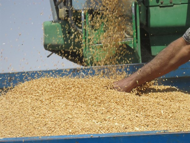 پرداخت به موقع وجه گندم؛ خواسته به حق کشاورزان/ سوء استفاده دلالان از بی تدبیری دولت
