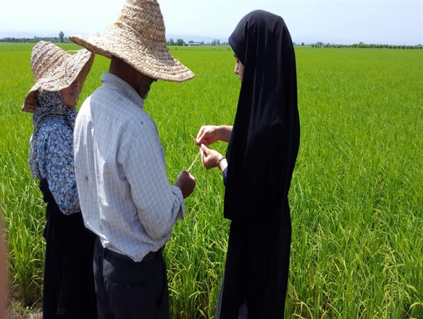 پوشش ۸۰ روستا برای اجرای طرح بسیج همگام با کشاورز در شهرستان رزن