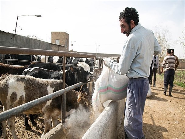 از گرانی نهاده‌ها تا ضرورت پرداخت یارانه کالایی به دامداران/ عدم صرفه تولید، دام سنگین را روانه بازار فروش کرد