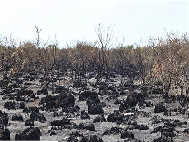 میانکاله قربانی آتش‌سوزی‌های مرموز سریالی!/ پرونده باز عوامل انسانی چه زمانی مختومه می‌شود؟
