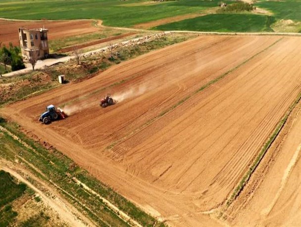 کشت چغندر قند در بیش از ۱۰۰۰ هکتار از اراضی کشاورزی چهارمحال‌و‌بختیاری