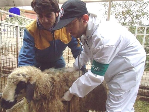 ۴۶ اکیپ دامپزشکی استان مرکزی بر ذبح دام در روز عید قربان نظارت دارند