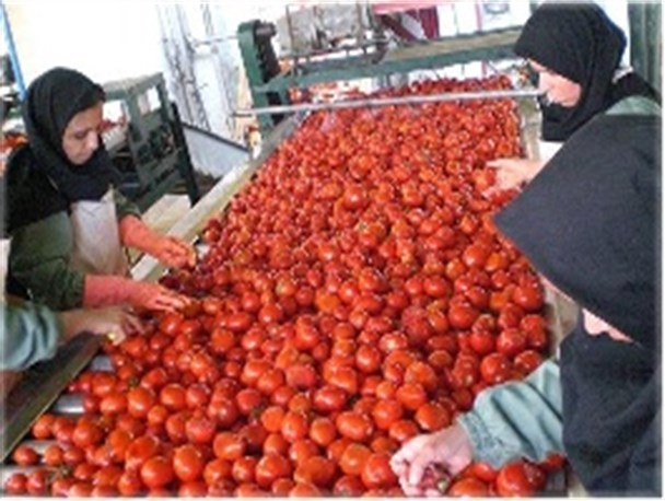 بزرگترین کارخانه تولید مواد غذائی در جنوب شرق کشور بزودی راه اندازی خواهد شد