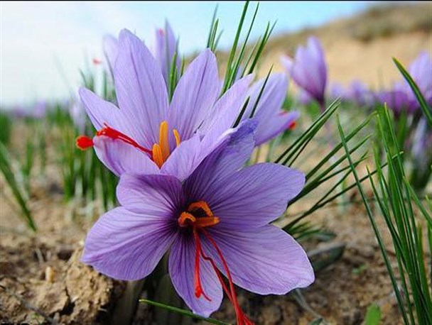 کشت زعفران، ظرفیتی جدید در کشاورزی شهرستان رامیان +تصاویر