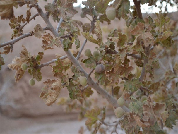 درختان انجیر کوهی اردکان در معرض خطر نابودی است