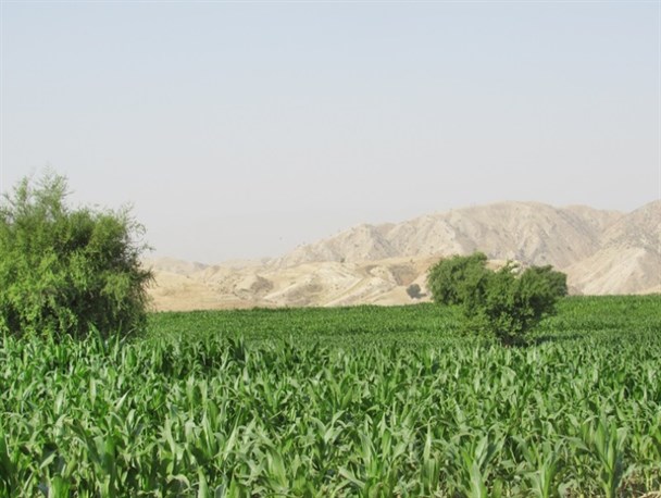 کاشت 90هکتاری ذرت و حبوبات در شهرستان لنده