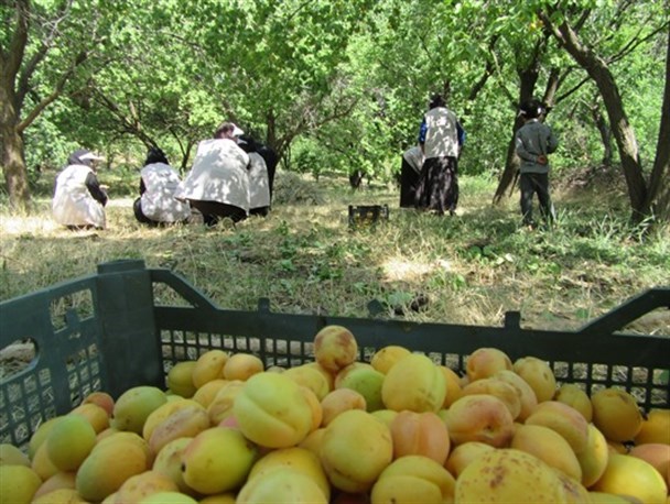 برگزاری اردوی جهادی «مدافعان ولایت» در روستای دهبار طرقبه