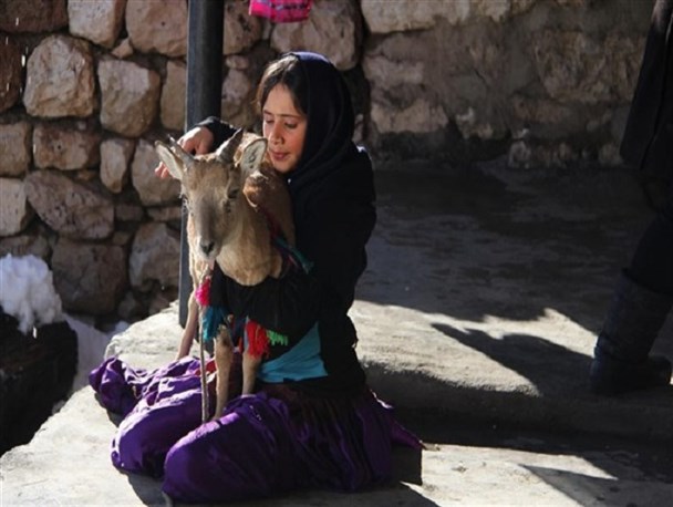 اسکی باز به جشنواره فیلم فجر میرود
